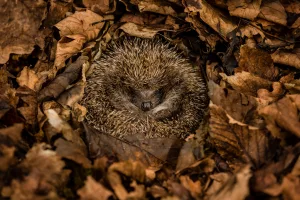 What’s the Difference Between Torpor and Hibernation?