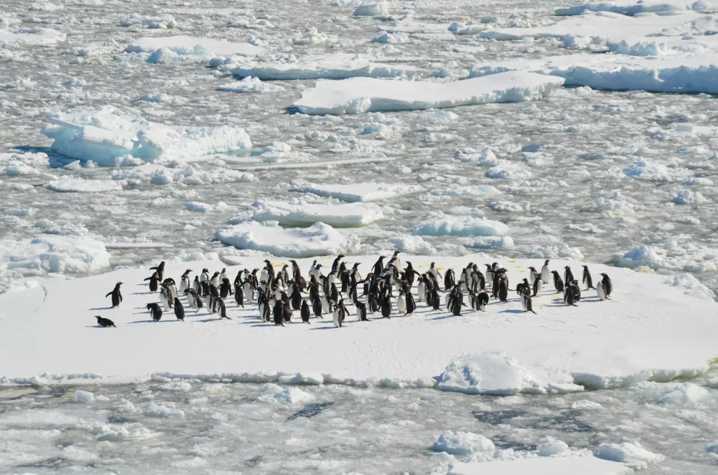 How Do Penguins Stay Warm in the Coldest Climates on Earth? 1 How Do Penguins Stay Warm in the Coldest Climates on Earth?
