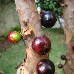 15 Best Health Benefits of Jabuticaba for Women