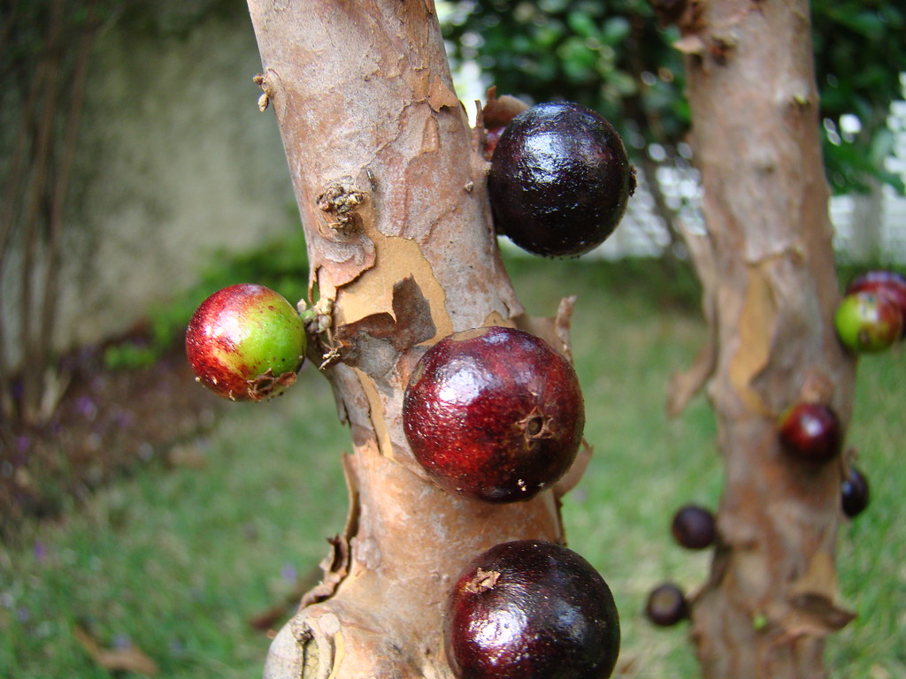 15 Best Health Benefits of Jabuticaba for Women 1 15 Best Health Benefits of Jabuticaba for Women