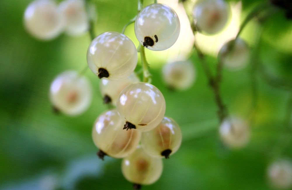 White Currant