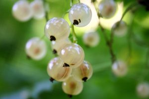 13 Best Health Benefits of White Currant for Women