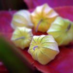 11 Best Health Benefits of Physalis for Children