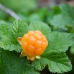 16 Best Health Benefits of Cloudberry for Men