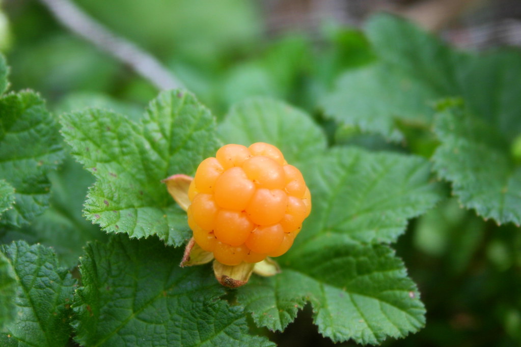 16 Best Health Benefits of Cloudberry for Men
