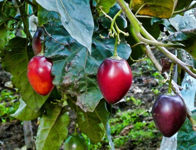 14 Best Health Benefits of Tamarillo for Men