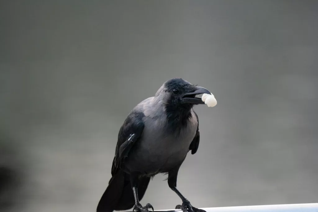 Top 15 Smartest Animals in the World (Besides Humans) 5 Crows