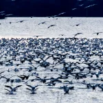 Why Do Birds Migrate? Unraveling the Secrets of Seasonal Journeys