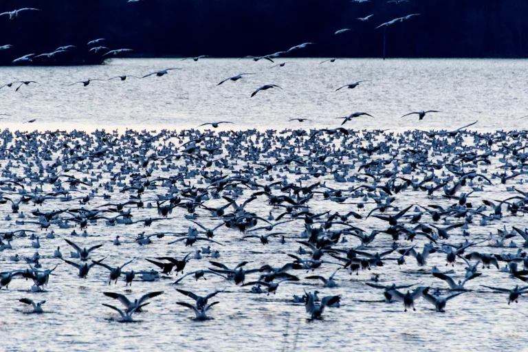Why Do Birds Migrate? Unraveling the Secrets of Seasonal Journeys