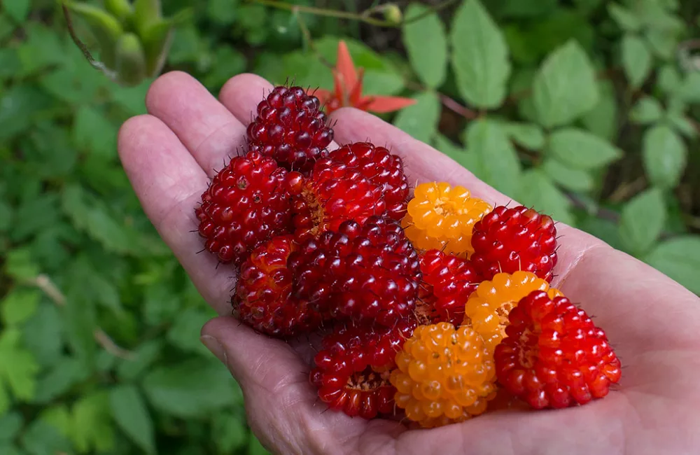 salmonberry
