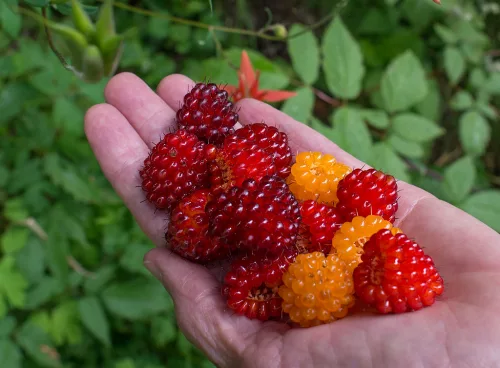 salmonberry