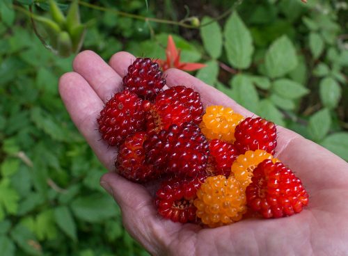 Salmonberry
