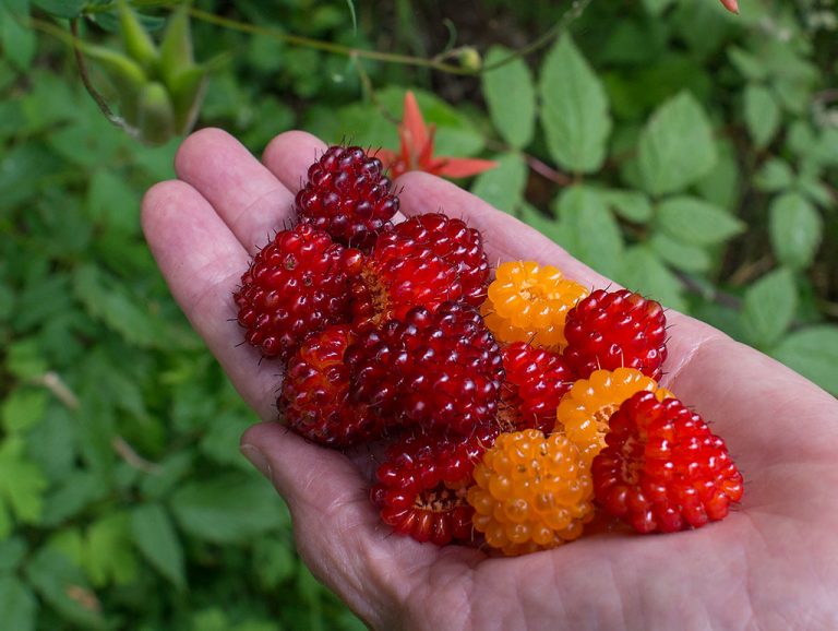 16 Best Health Benefits of Salmonberry