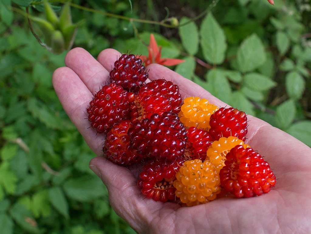Salmonberry