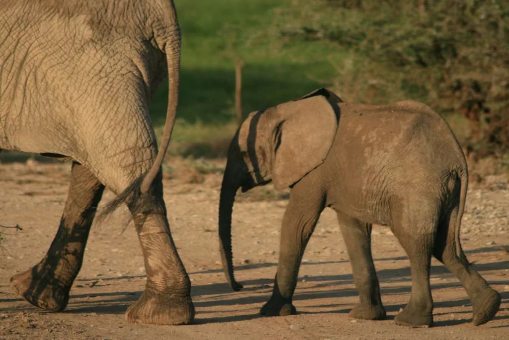 Top 15 Smartest Animals in the World (Besides Humans) 4 Elephants