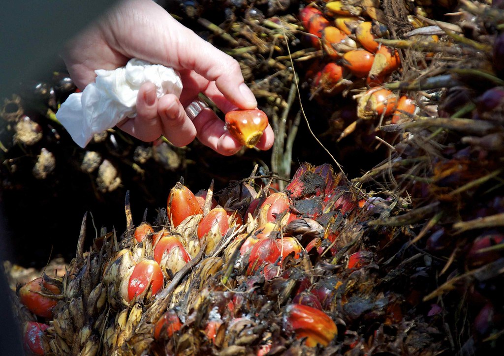 12 Best Health Benefits of Palm Oil Fruit for Children