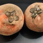 15 Best Health Benefits of Velvet Apple (Mabolo) for Health