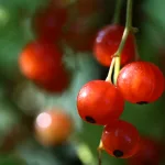 14 Best Health Benefits of Red Currants