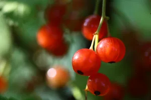 14 Best Health Benefits of Red Currants