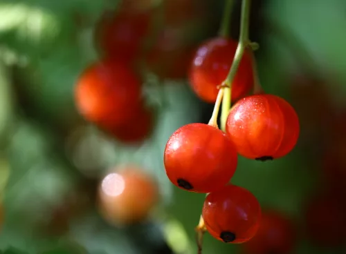 Red currants
