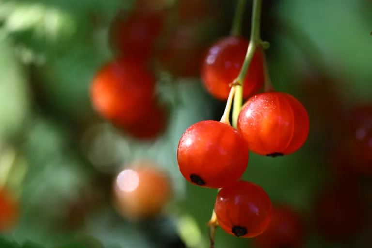 14 Best Health Benefits of Red Currants