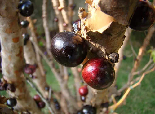 Jabuticaba