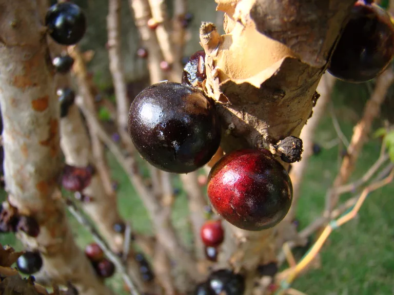 12 Best Health Benefits of Jabuticaba for Children