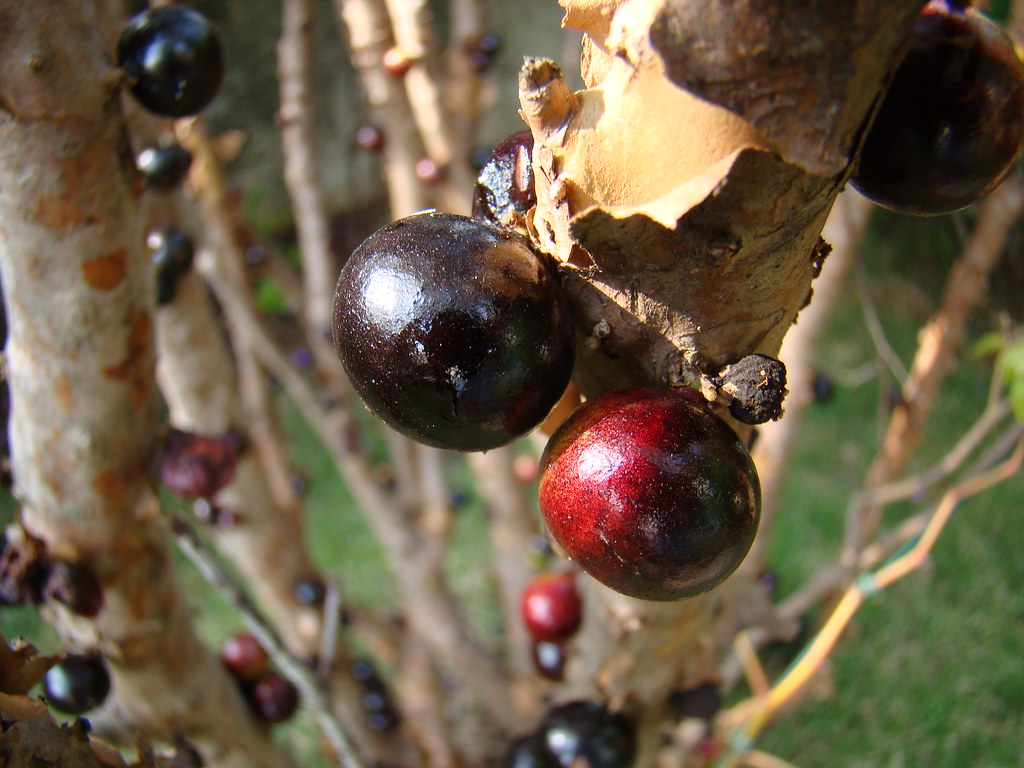 16 Best Health Benefits of Jabuticaba for Men