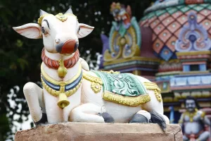 Why Are Cows Revered in Hinduism? Exploring the Spiritual, Cultural, and Historical Significance