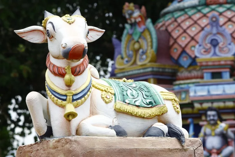 Why Are Cows Revered in Hinduism? Exploring the Spiritual, Cultural, and Historical Significance