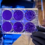 What Are Stem Cells, and What Are Their Purposes?