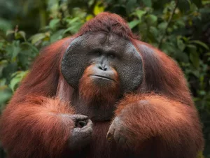 Top 15 Smartest Animals in the World (Besides Humans)