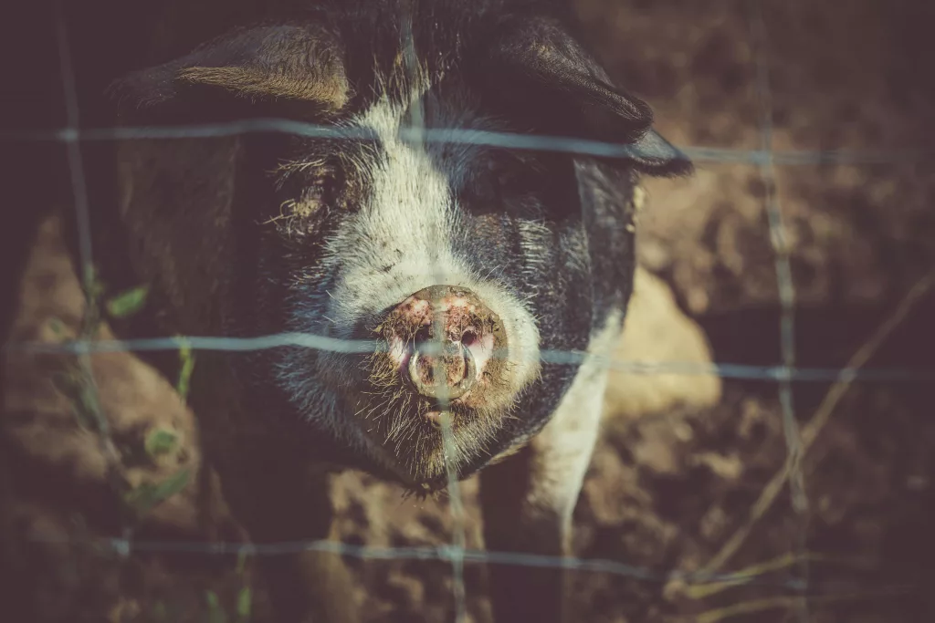 Top 15 Smartest Animals in the World (Besides Humans) 9 pexels james frid 81279 609486