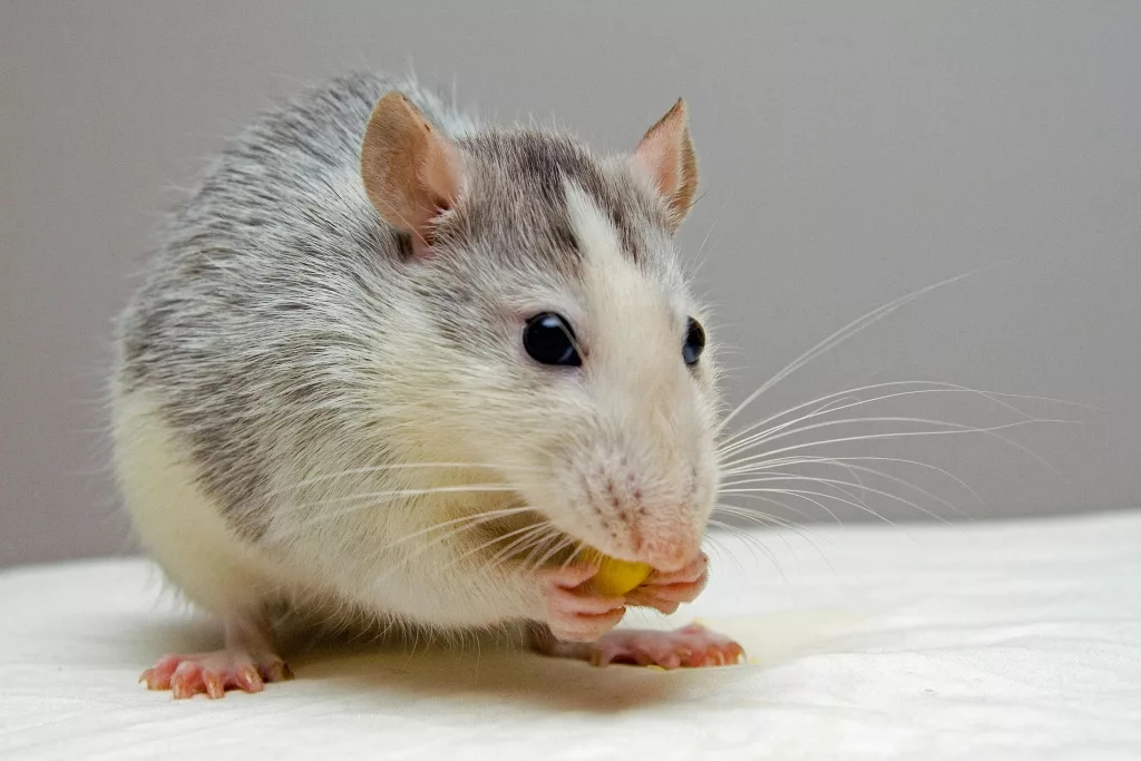 Top 15 Smartest Animals in the World (Besides Humans) 11 pexels pixabay 51340