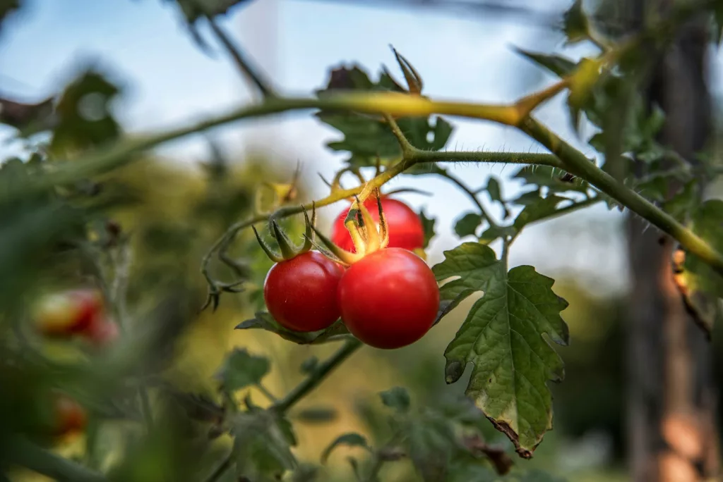 10 Best Health Benefits of Goji Berries for Women