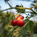 10 Best Health Benefits of Goji Berries for Women