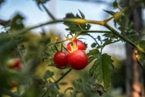 10 Best Health Benefits of Goji Berries for Women