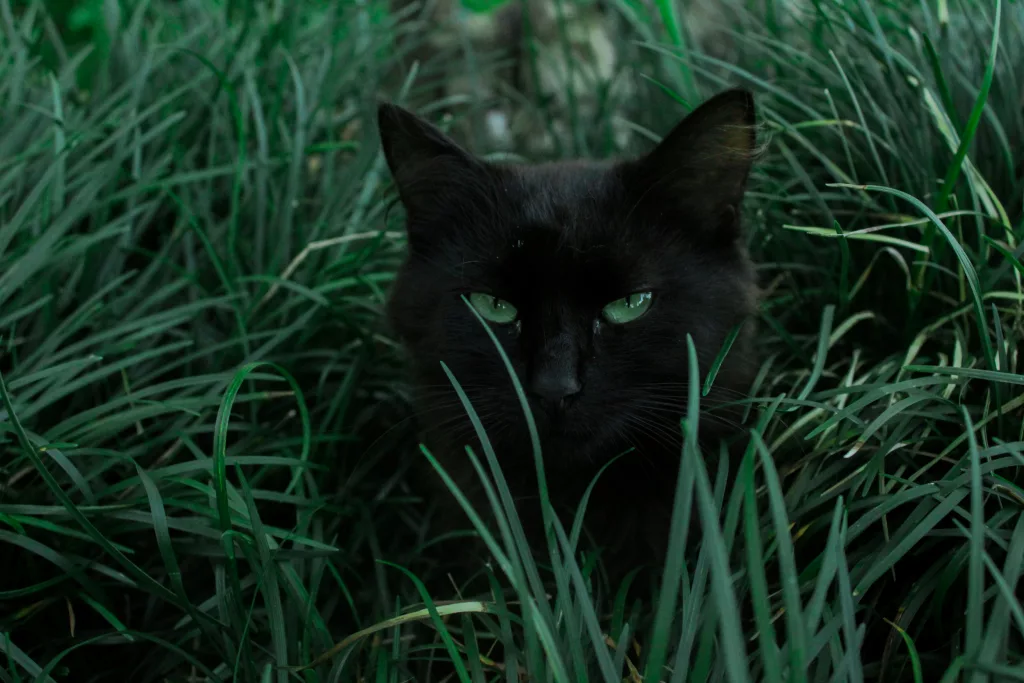 Top 15 Smartest Animals in the World (Besides Humans) 15 raquel pedrotti AHgpNYkX9dc unsplash