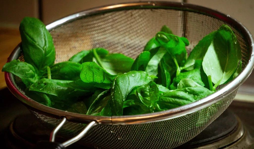 17 Powerful Health Benefits of Basil 1 17 Powerful Health Benefits of Basil