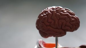 14 Mind-Blowing Facts About the Human Brain You Never Knew