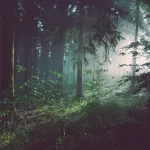 Do Trees Talk to Each Other? The Hidden Language of the Forest