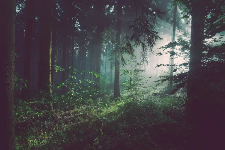 Do Trees Talk to Each Other? The Hidden Language of the Forest