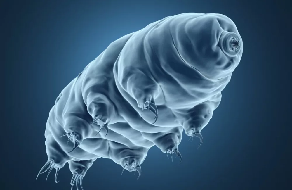 tardigrades