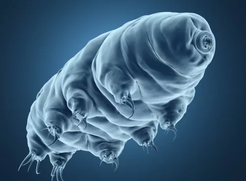 tardigrades