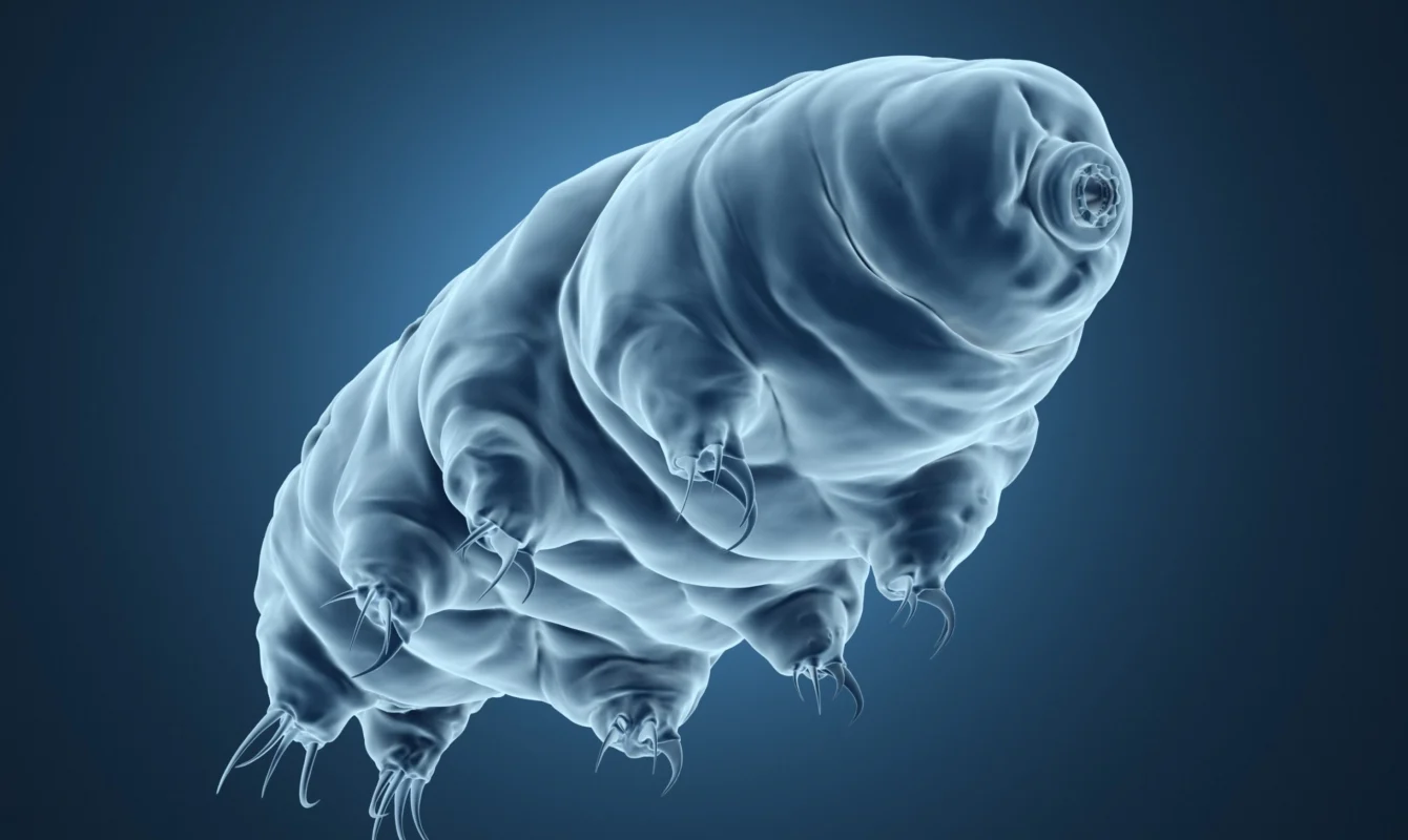 What Is Cryptobiosis? How Tardigrades and Other Microorganisms Cheat Death 1 tardigrades
