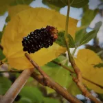 14 Amazing Benefits of Mulberry for General Health