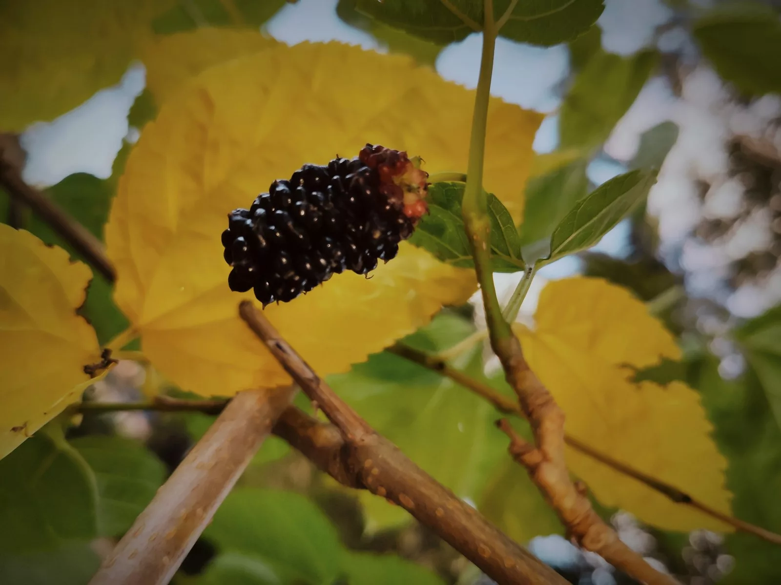 14 Amazing Benefits of Mulberry for General Health 1 Mulberries