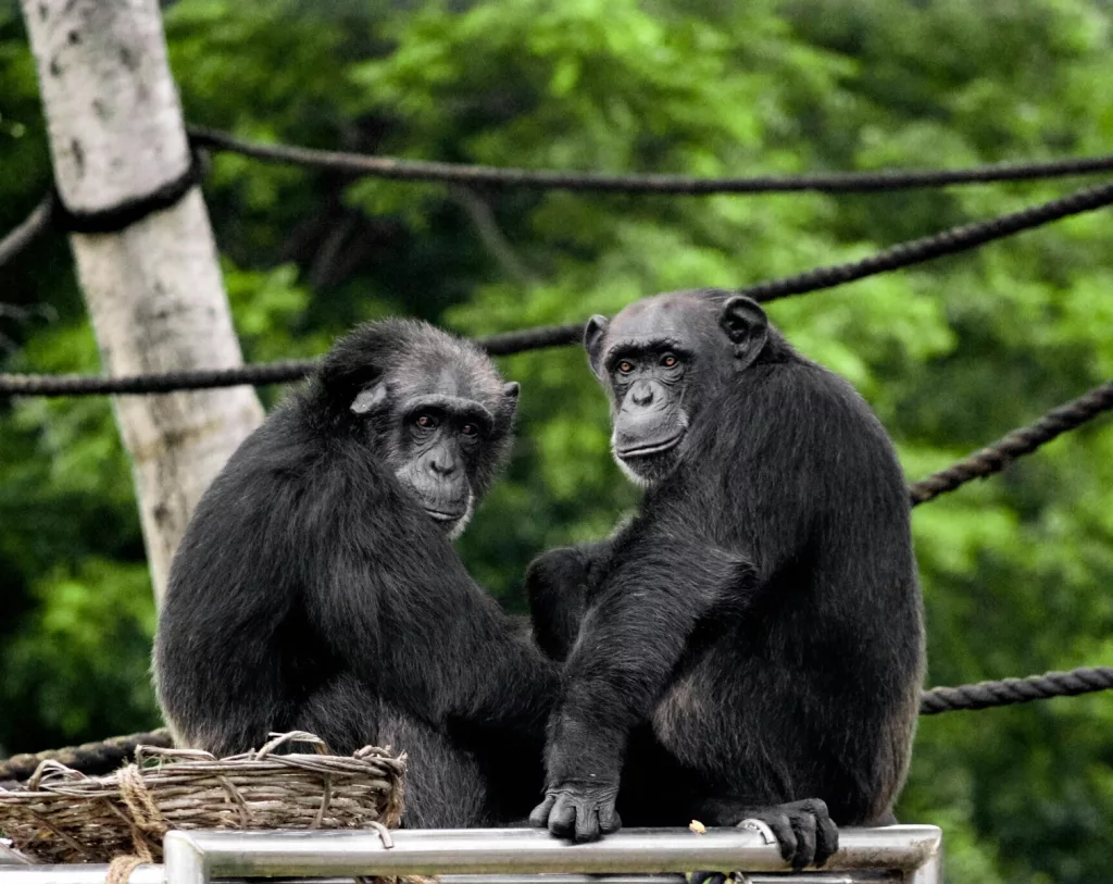 Top 15 Smartest Animals in the World (Besides Humans) 2 Chimpanzees