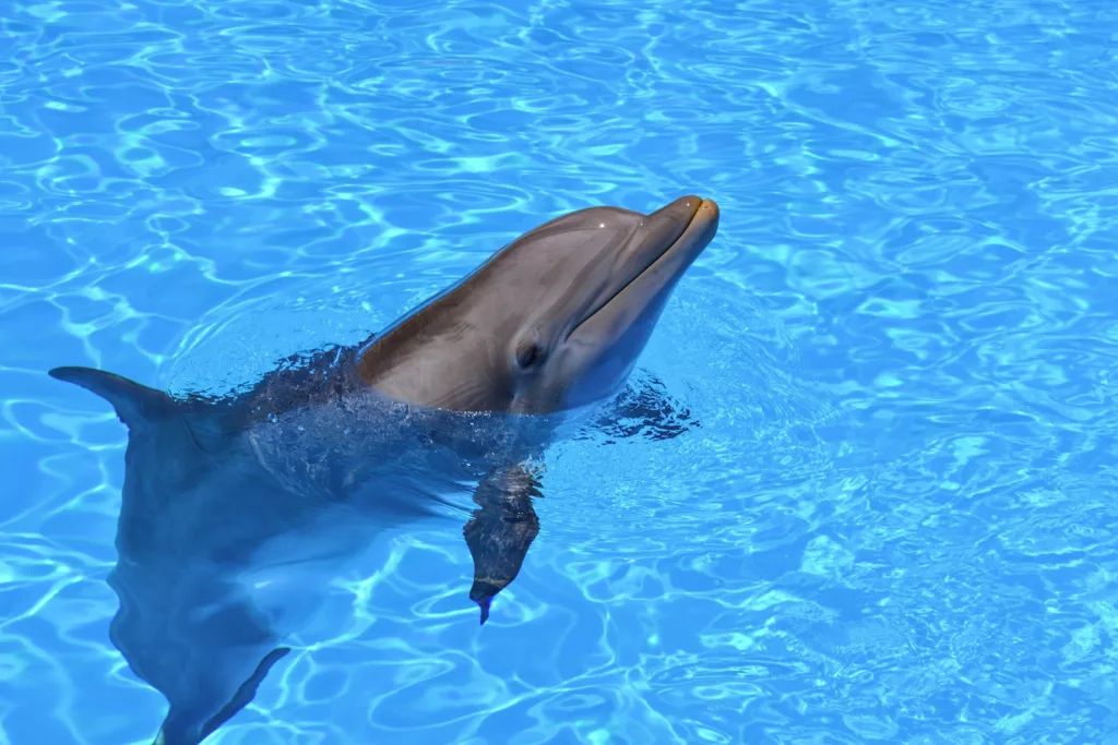 Top 15 Smartest Animals in the World (Besides Humans) 3 dolphins