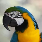 16 Intriguing Details About Parrots That Will Leave You Awestruck